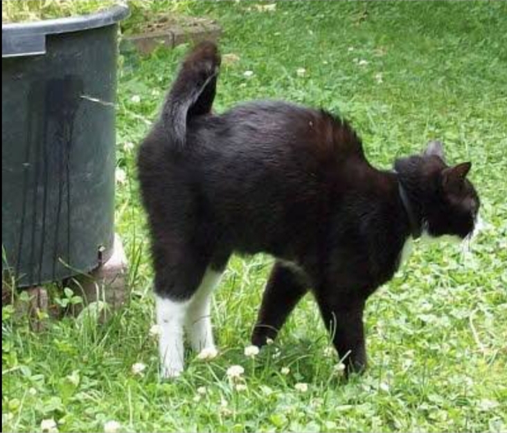 Regardez « Comment enlever l’odeur d’urine de chat Naturellement et Efficace »